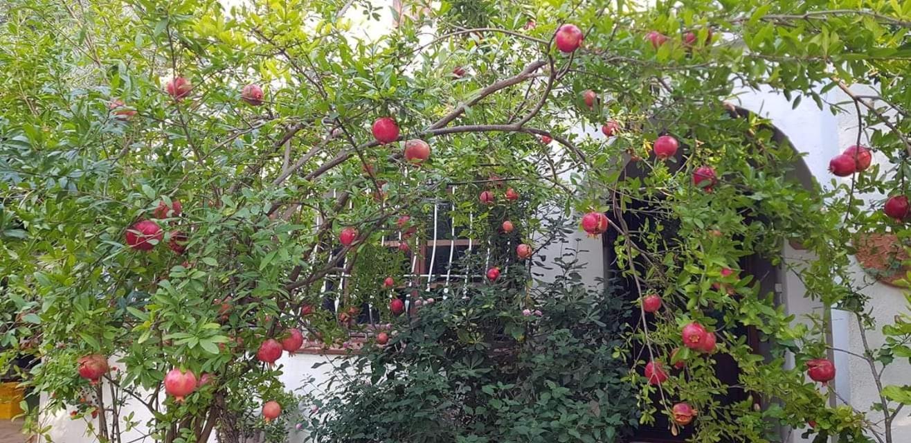 Il Giardino Di Frafa Daire Quartu SantʼElena Dış mekan fotoğraf